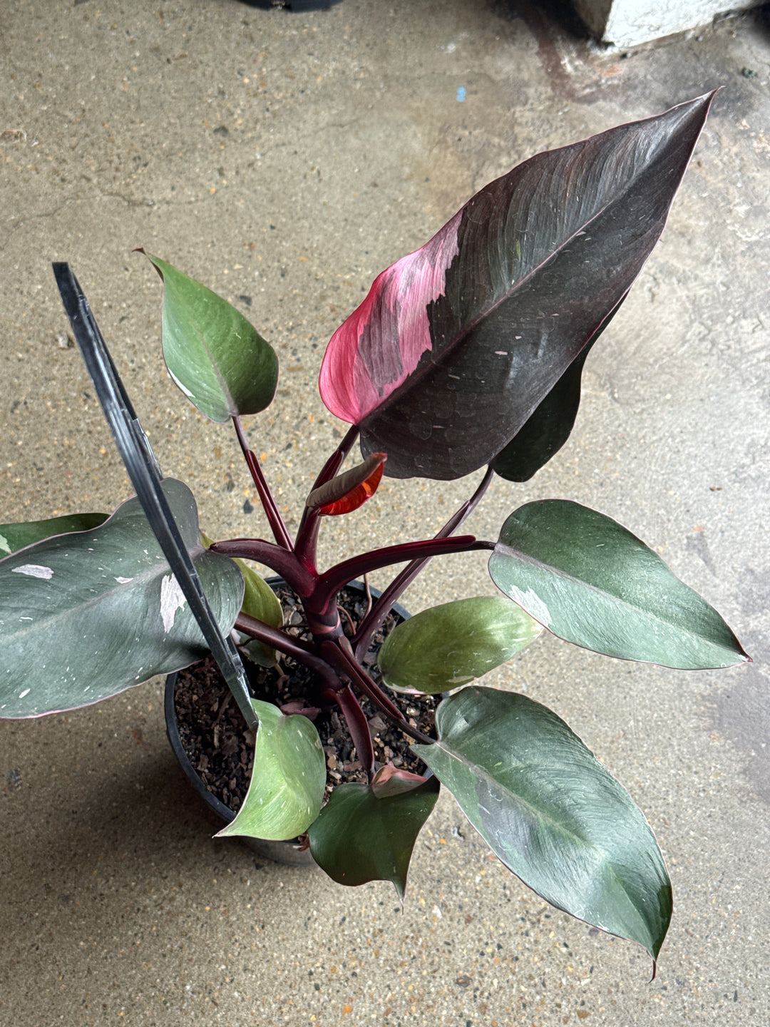 Philodendron Pink Princess 180mm