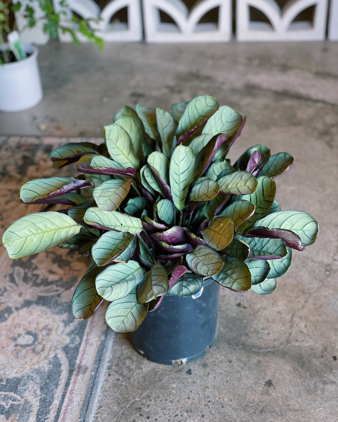 Ctenanthe Burle 200mm