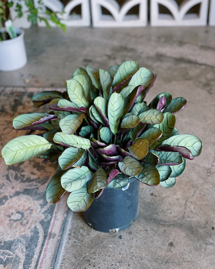 Ctenanthe Burle 200mm