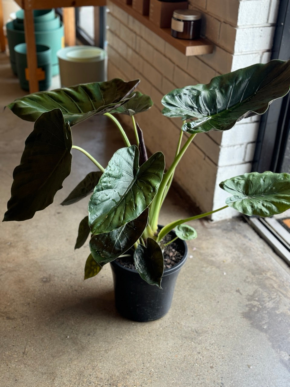 Alocasia Wentii 250mm