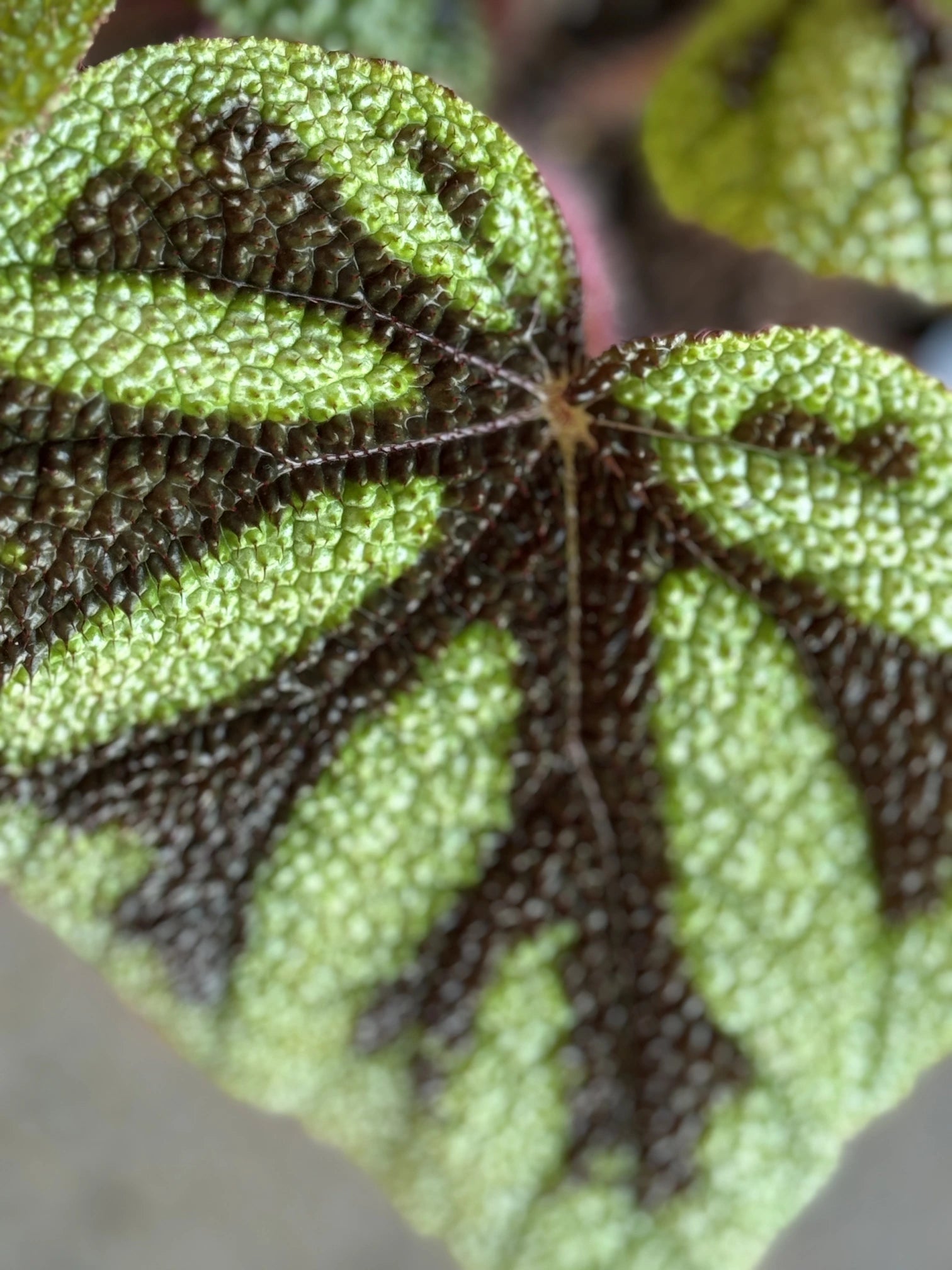 iron cross plant indoor care Begonia Masoniana "Iron Cross"