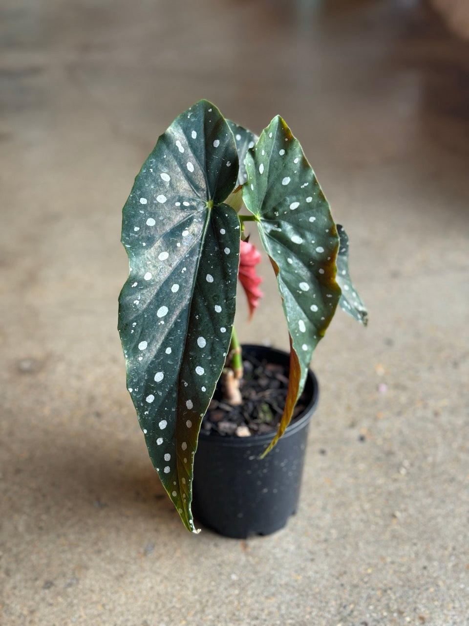 Begonia Maculata "Angel Wings" 125mm