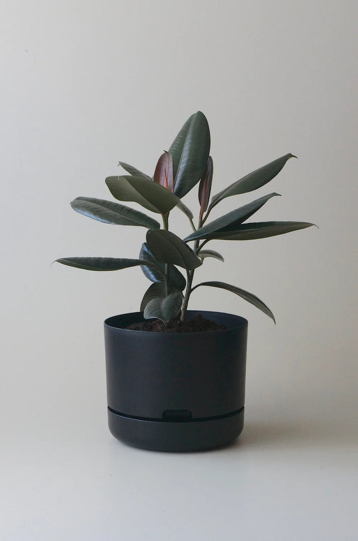 Mr Kitly Selfwatering Plant Pot 250mm