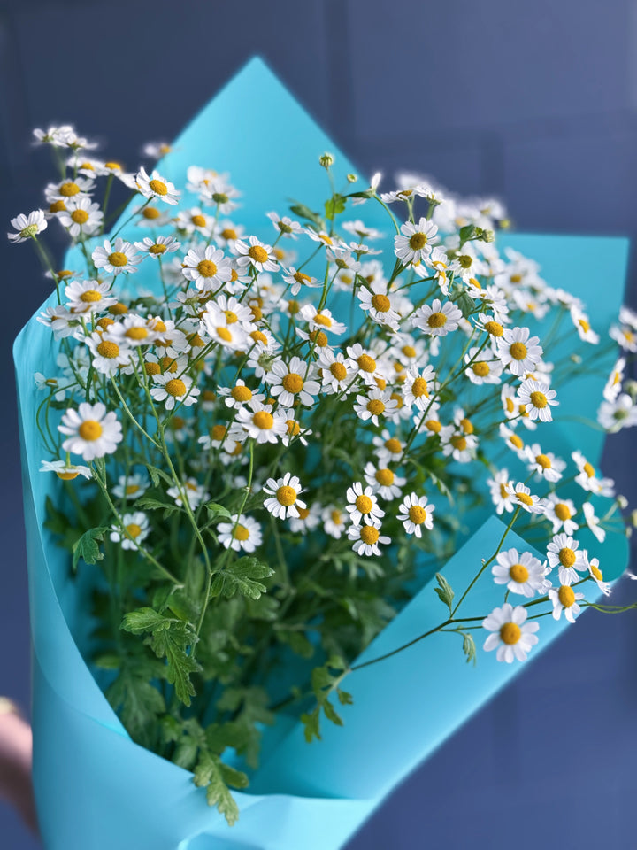 CHAMOMILE