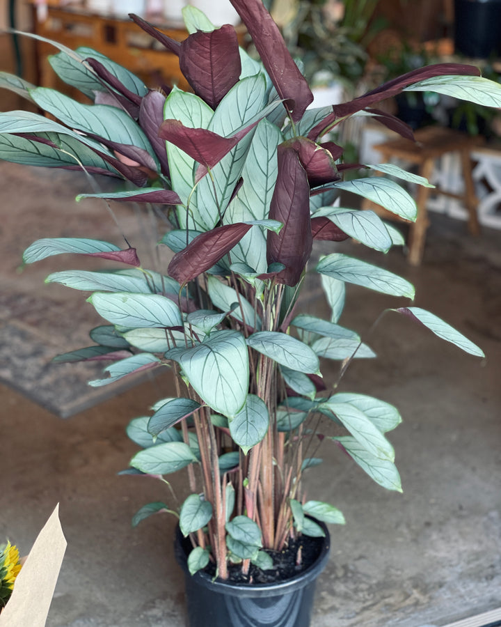 Ctenanthe Grey Star 300mm