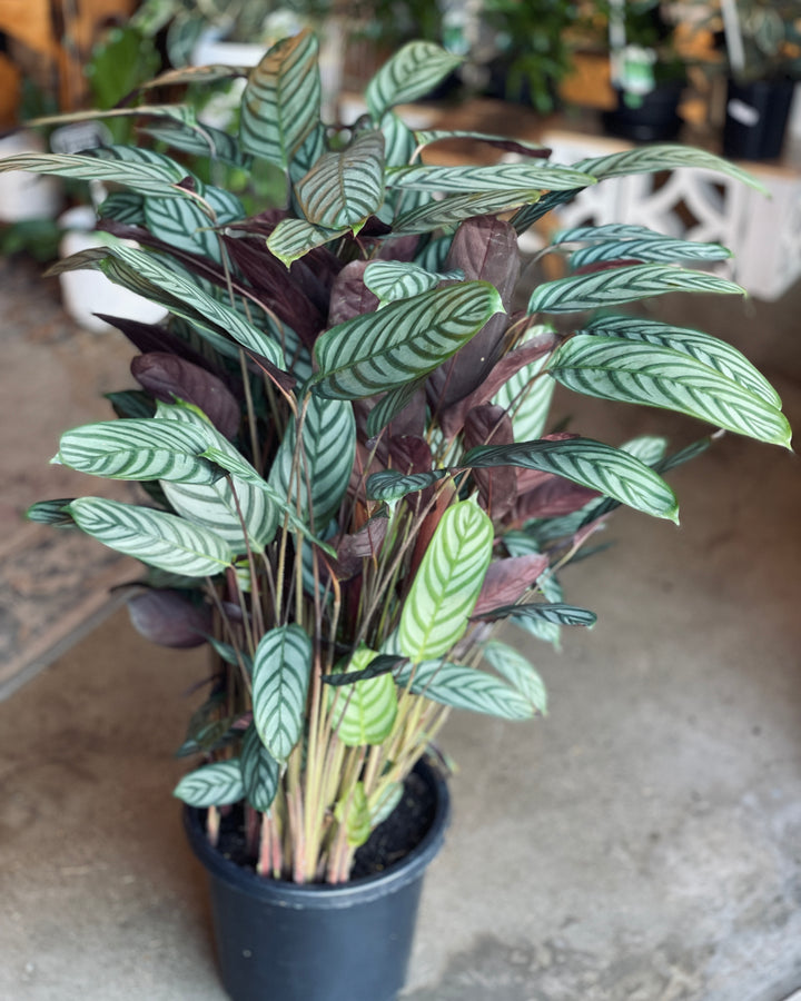 Ctenanthe Grey Star 300mm