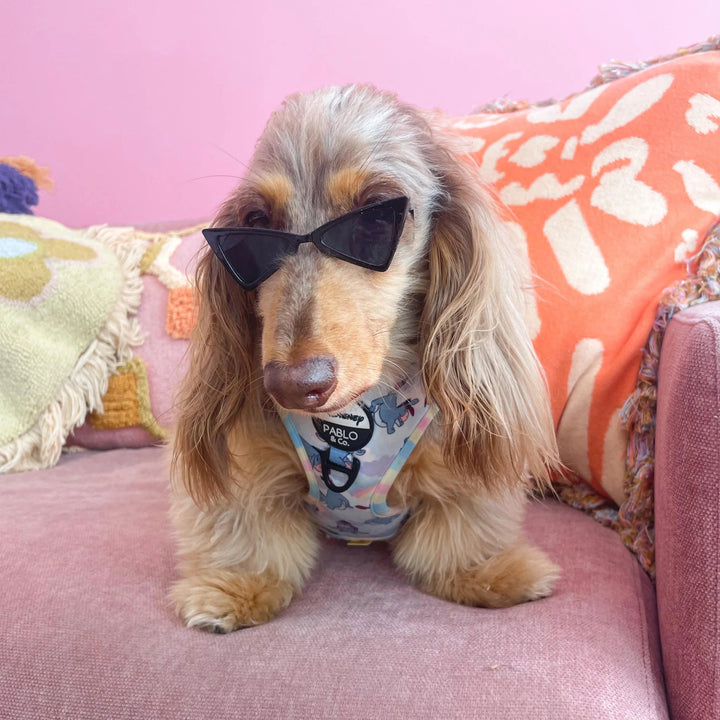 Pet Sunglasses