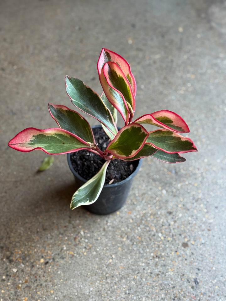 Peperomia Clusiifolia Jelly 125mm