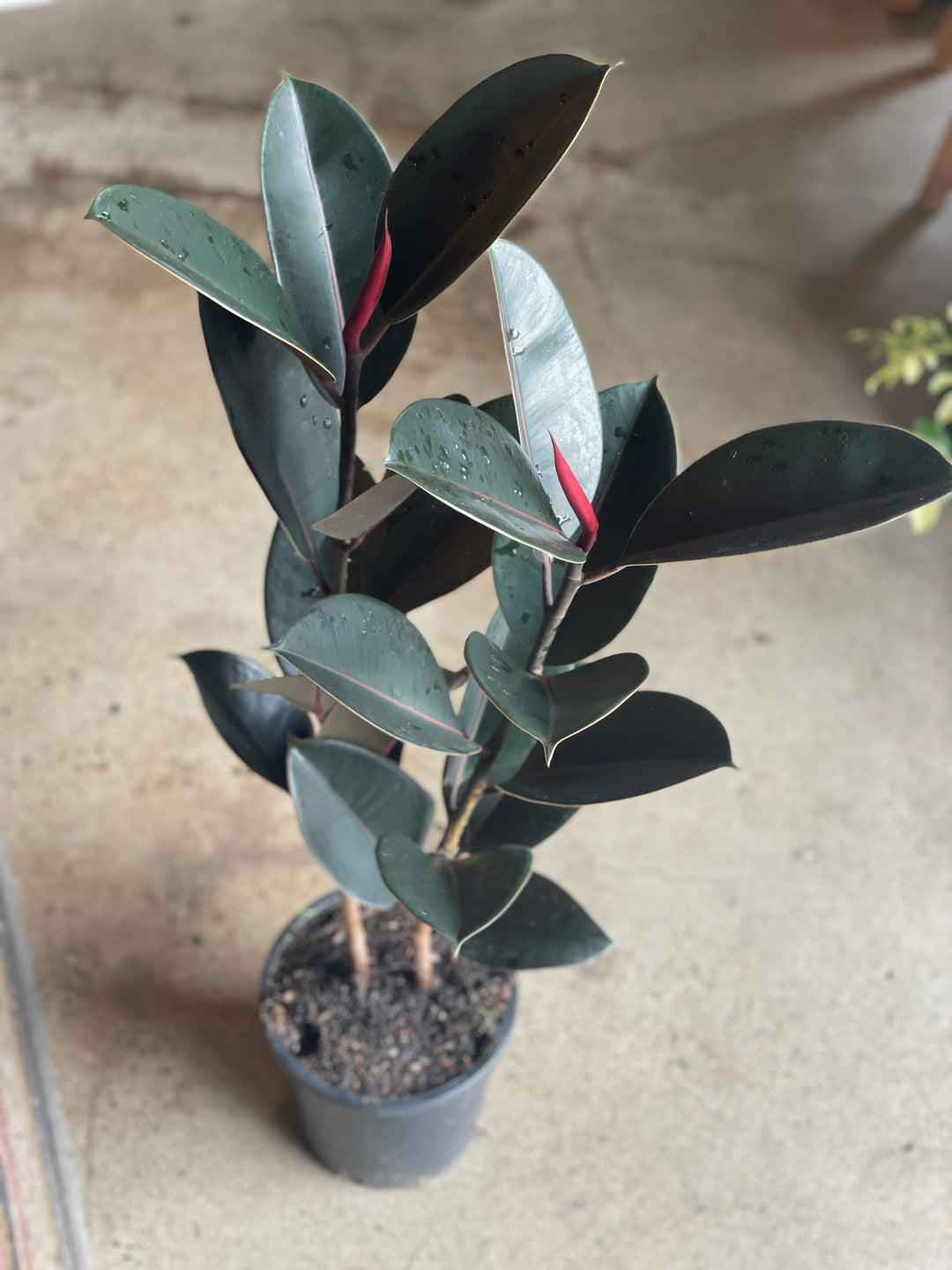 burgundy indoor plants Ficus Burgundy