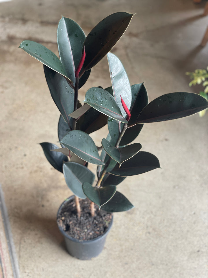 Ficus Burgundy 200mm