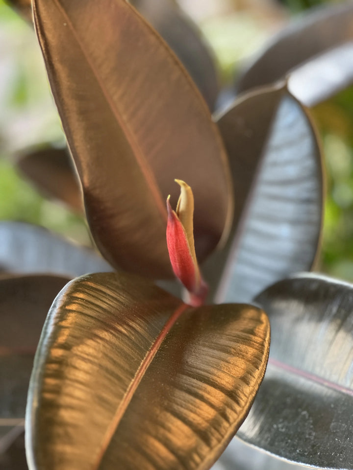 Ficus Burgundy 200mm