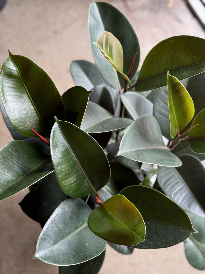 Ficus Robusta (Green) 200mm