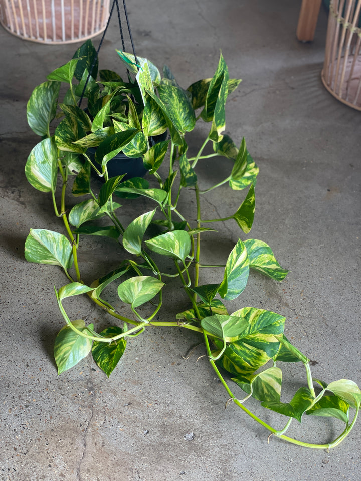 Devils Ivy - Green & Gold Pothos 200mm HB