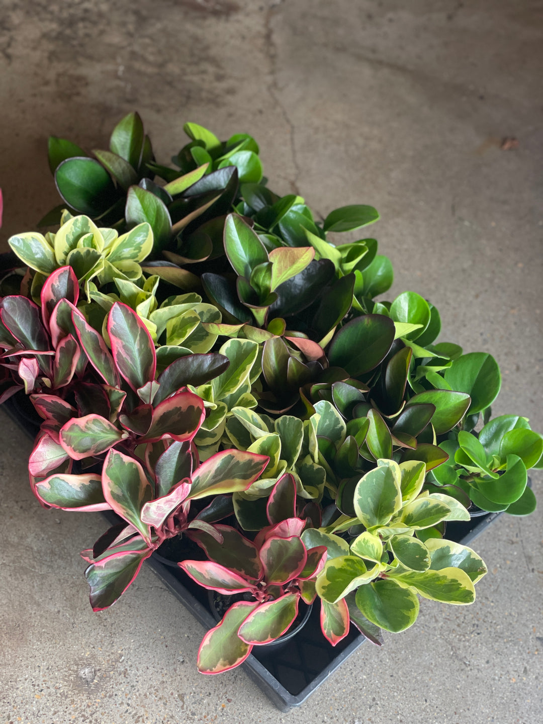 Peperomia Assorted 100mm