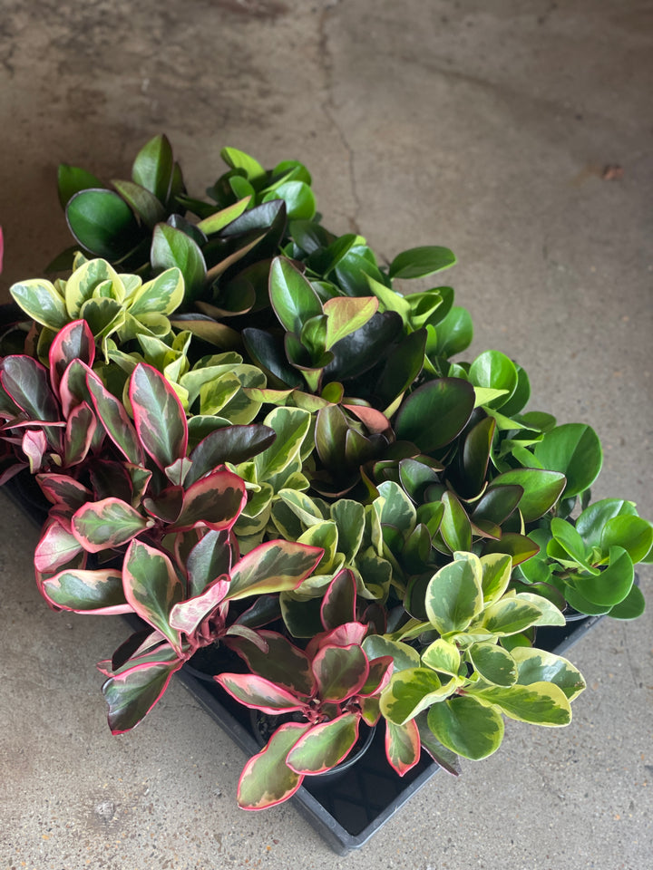 Peperomia Assorted 100mm