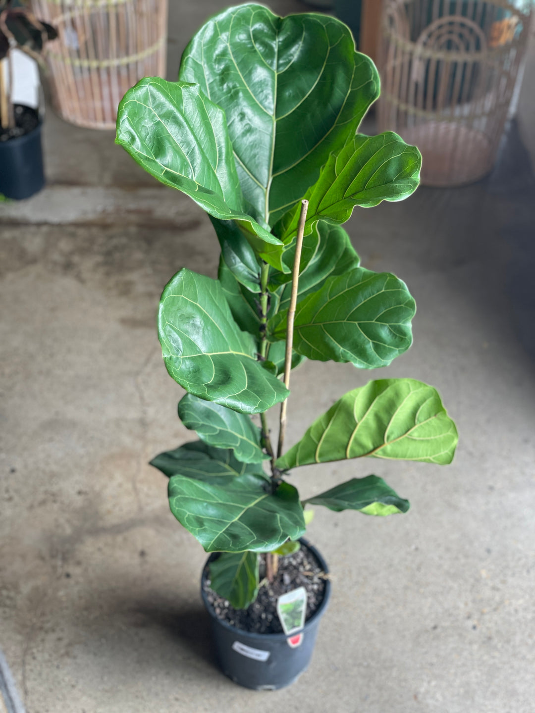 Fiddle Leaf Fig - Ficus Lyrata 200mm