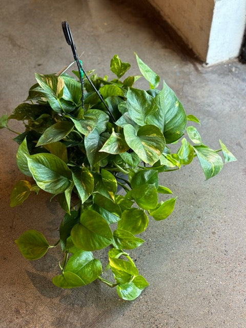 Devils Ivy - Green & Gold Pothos 270mm HB