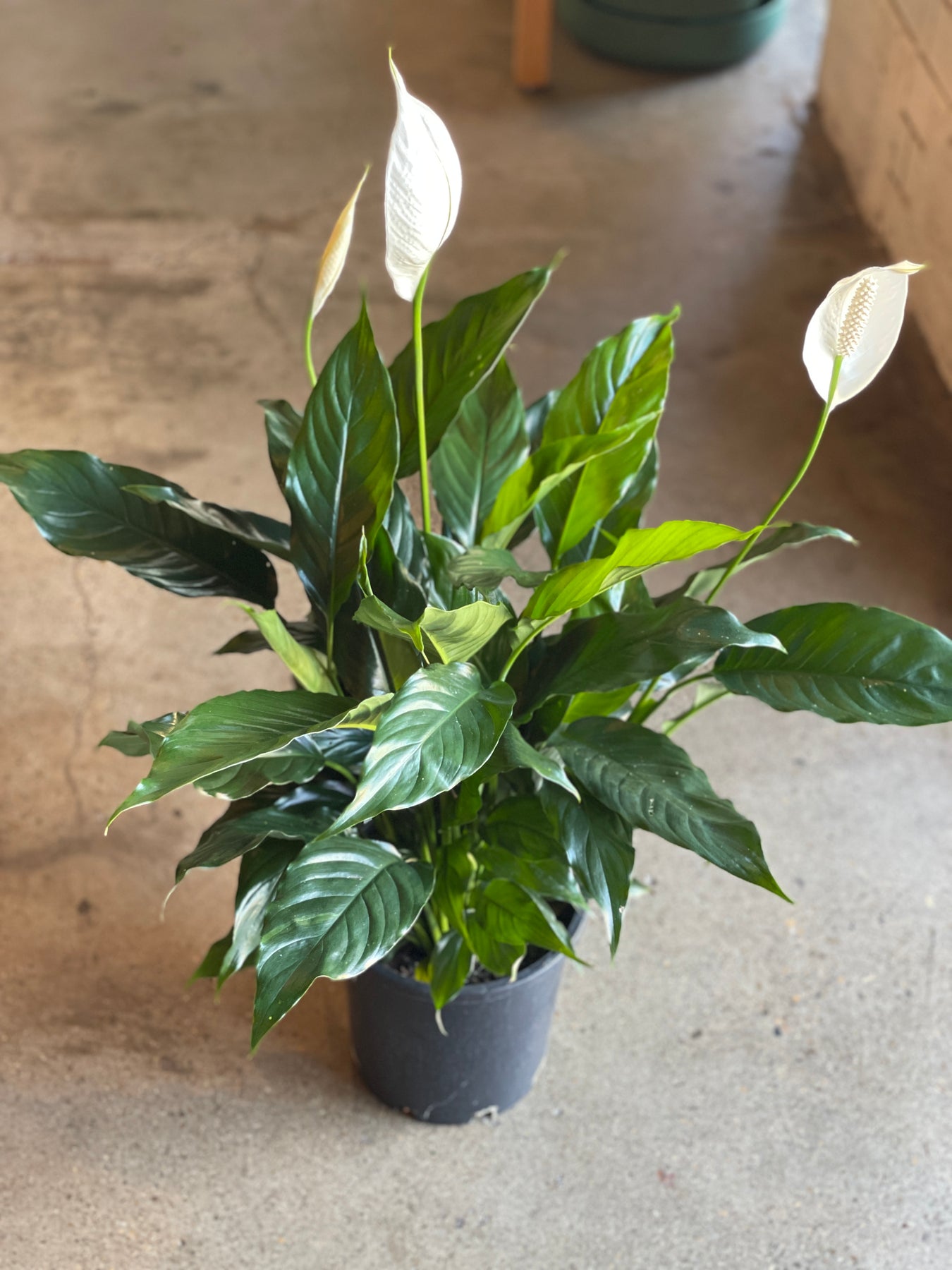 peace lily emf Peace Lily 'Seventh Heaven'
