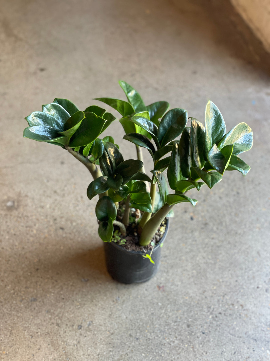 Zanzibar Zenzii 140mm Unveiling Poppy zanzibar-zenzii-140mm-unveiling-poppy