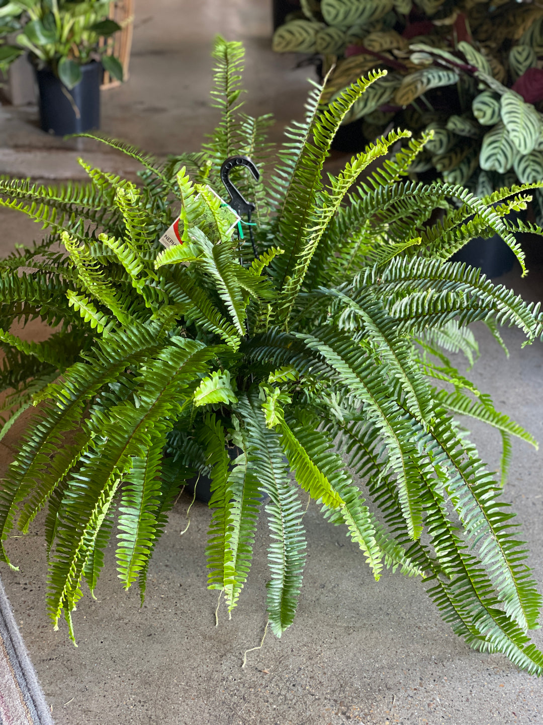 Emerald Queen Fern 270mm HB