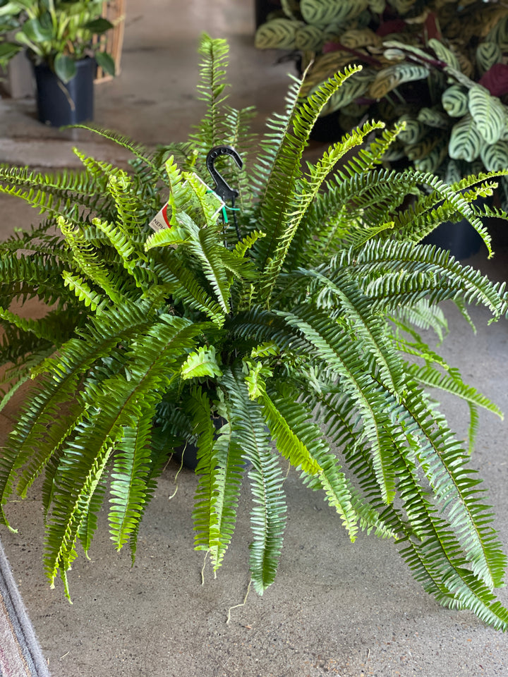 Emerald Queen Fern 270mm HB