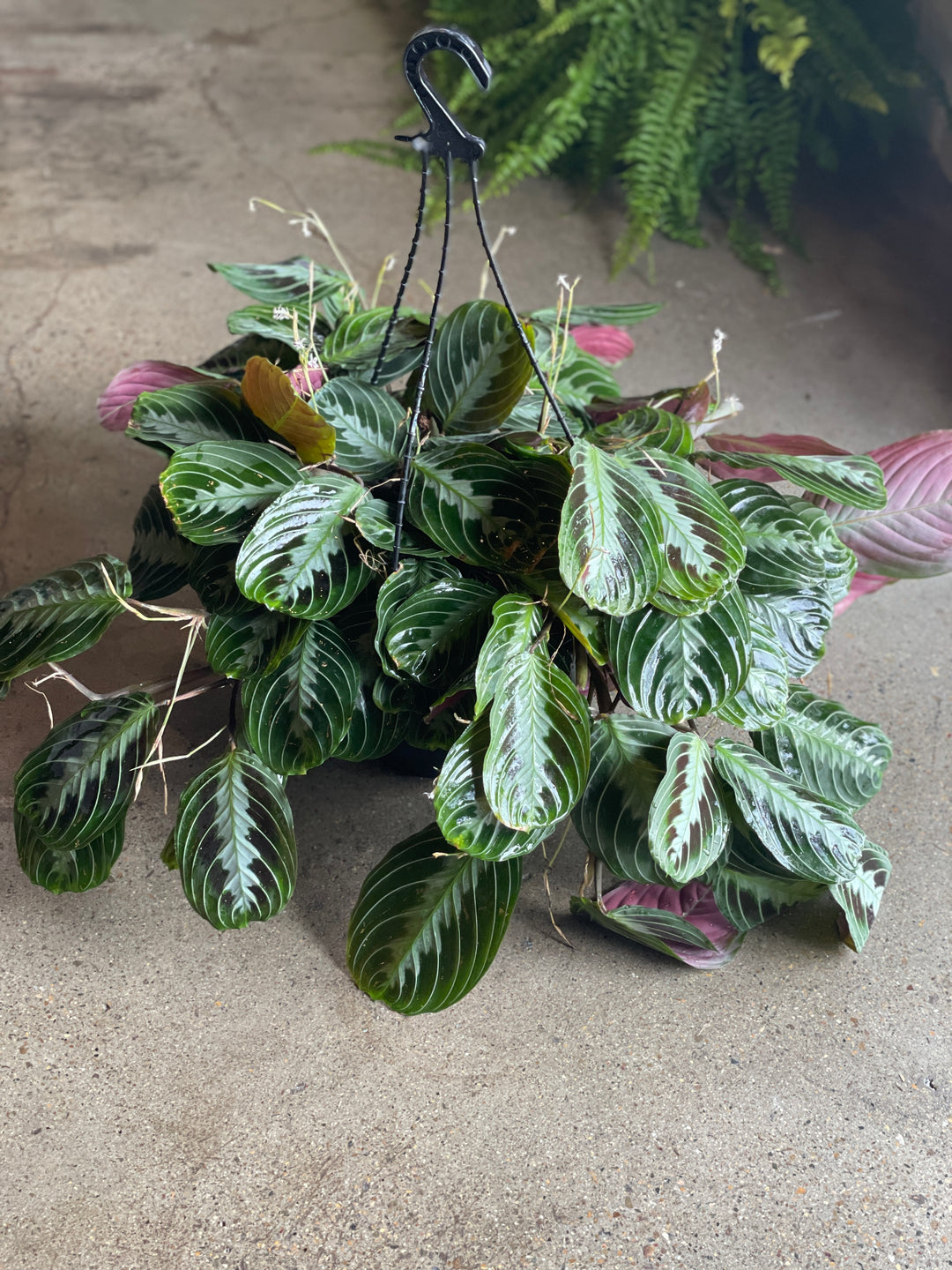 Maranta Black 270mm HB