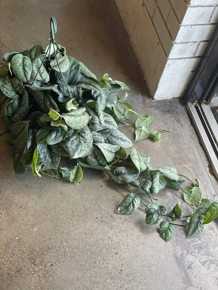 Satin Pothos 270mm HB