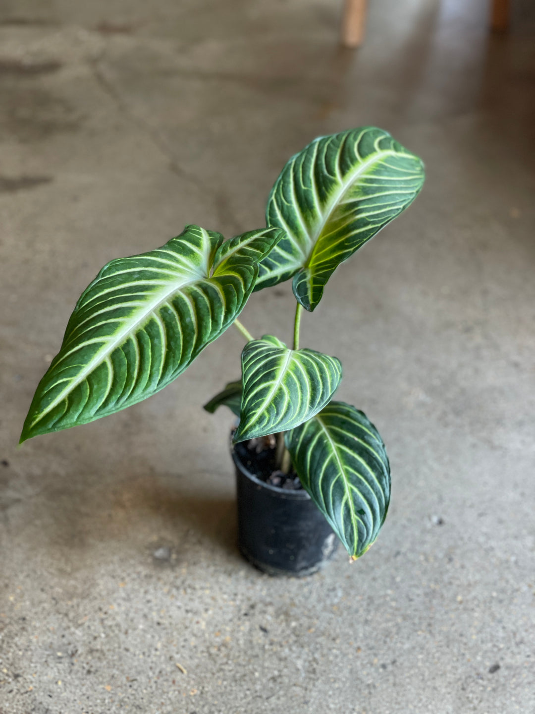 Caladium Lindenii 125mm