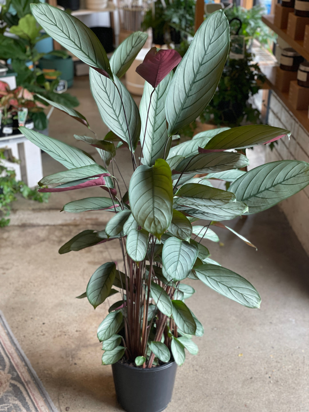 purple and green indoor plant Ctenanthe Setosa