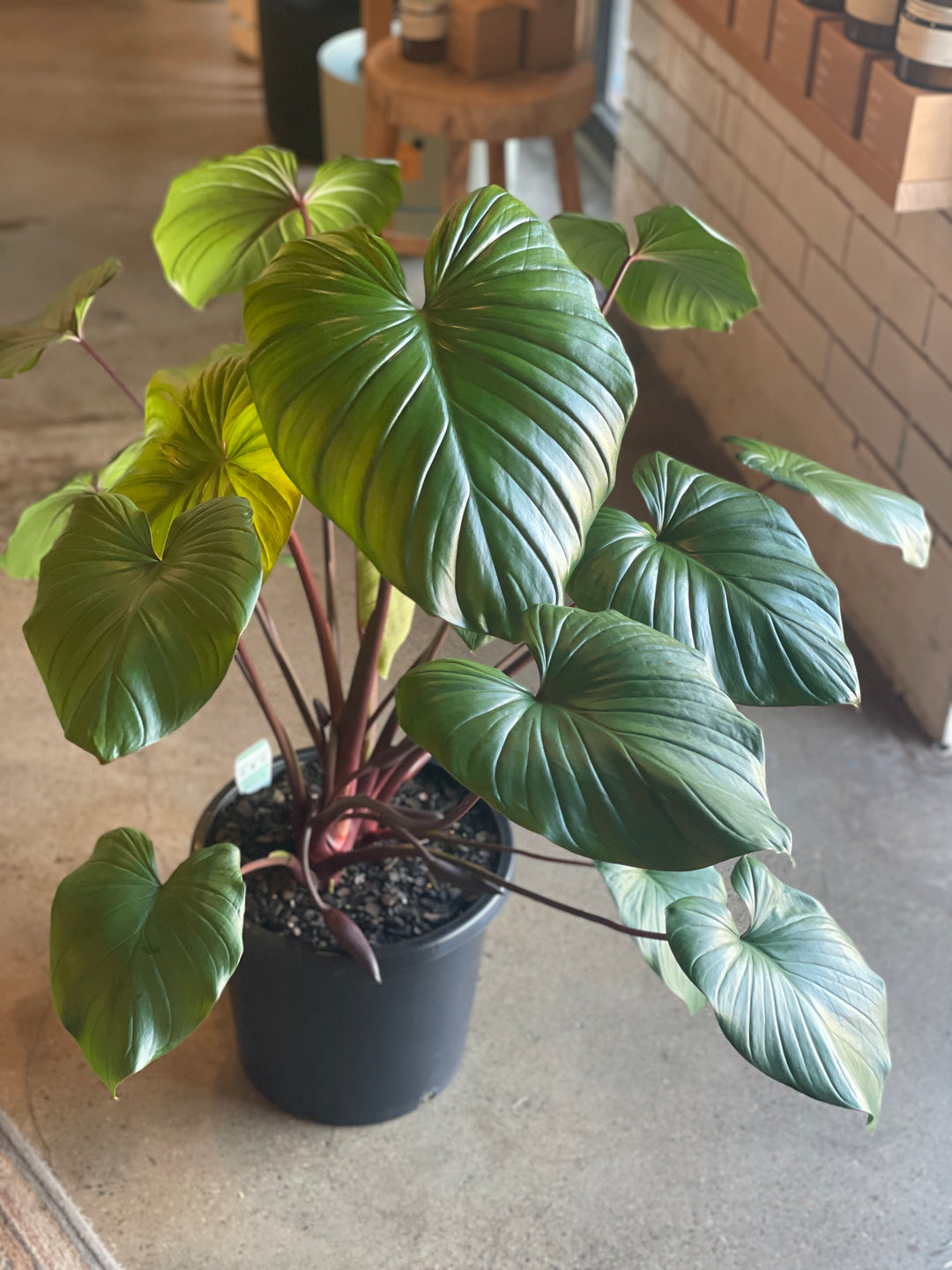 homalomena indoor plant Homalomena Maggie 200mm – Unveiling Poppy