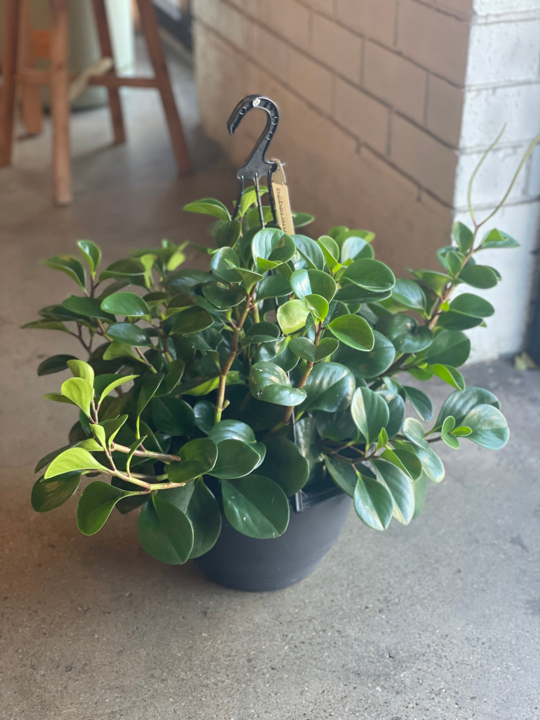 peperomia jade plant Peperomia Jade Basket