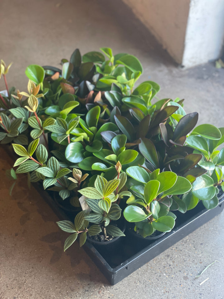 Peperomia Assorted 100mm