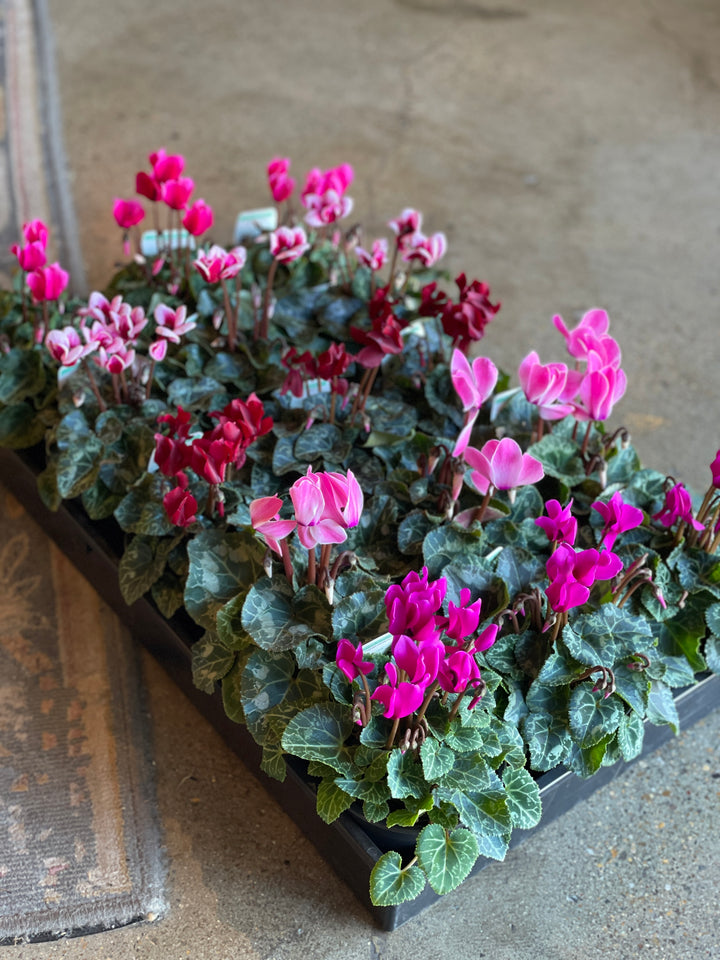 Cyclamen Assorted 120mm