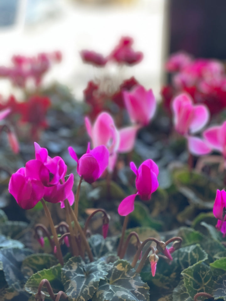 Cyclamen Assorted 120mm