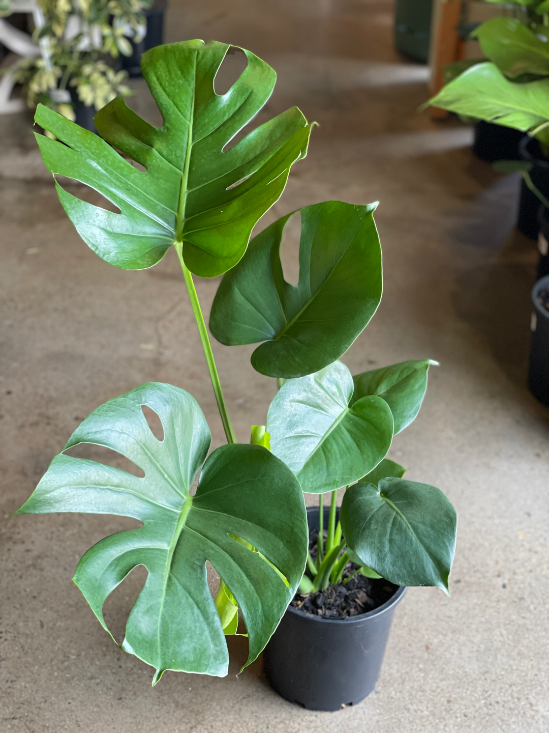 monstera plant shop Monstera Deliciosa