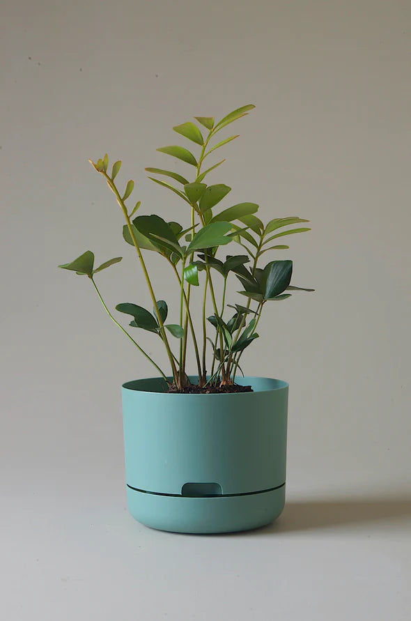 Mr Kitly Selfwatering Plant Pot 215mm