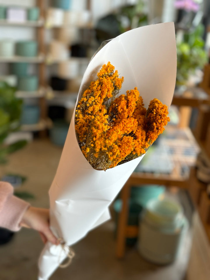 "Morrison"- Verticordia Dried Flower Market Bunch