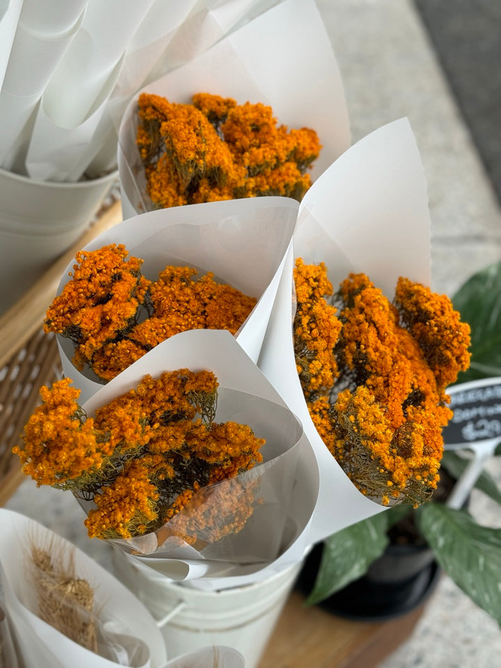 "Morrison"- Verticordia Dried Flower Market Bunch