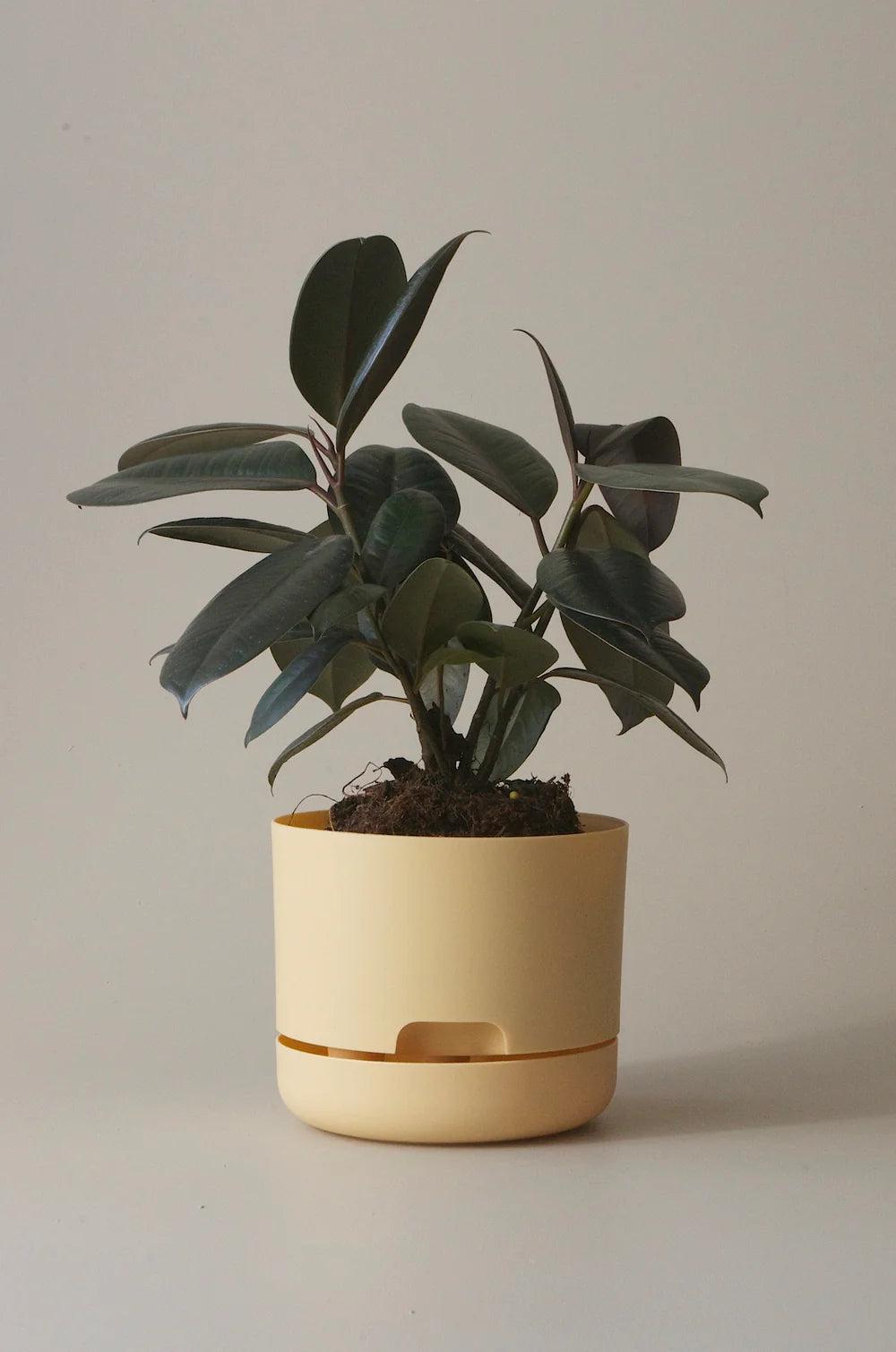 Mr Kitly Selfwatering Plant Pot 250mm