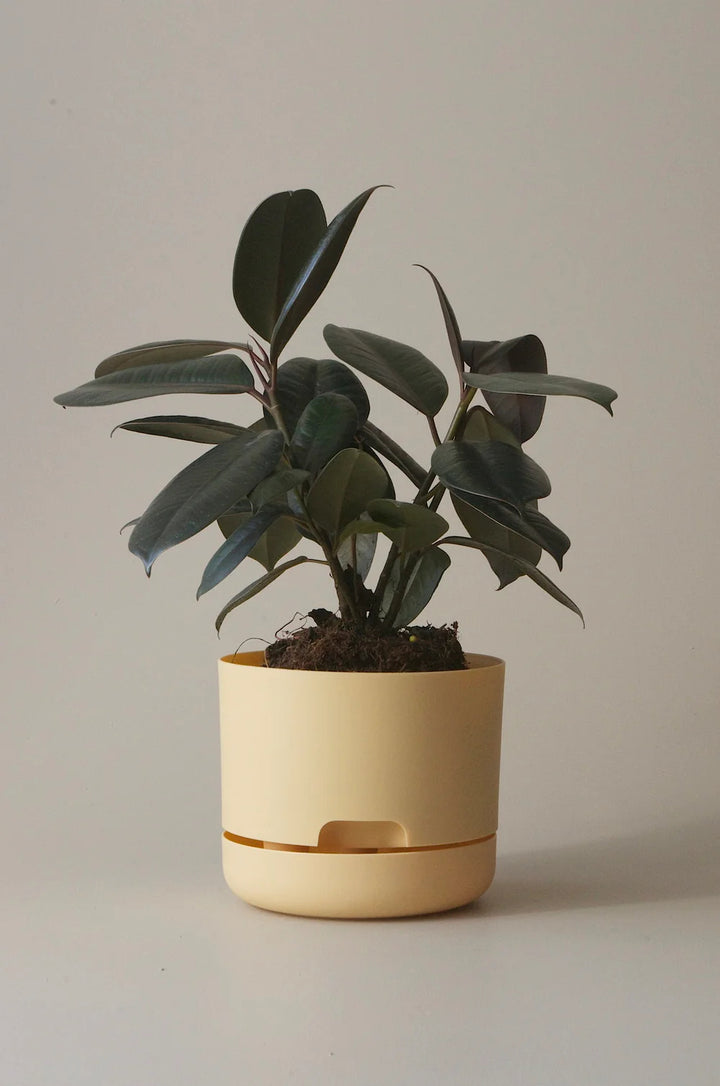 Mr Kitly Selfwatering Plant Pot 250mm