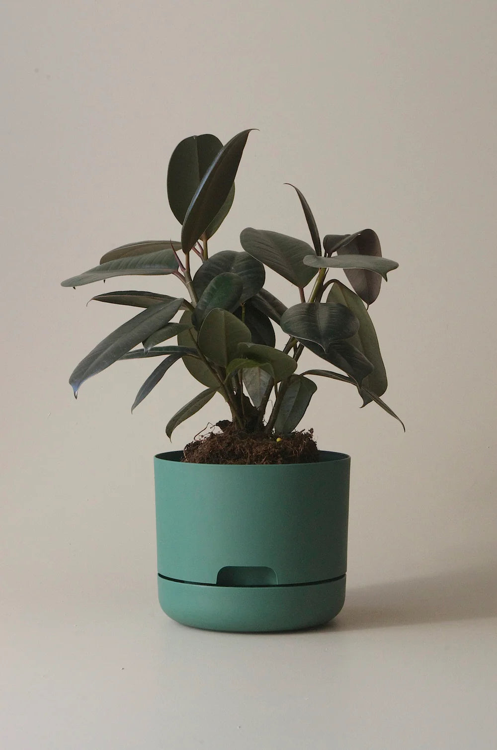 mr kitly self-watering plant pot Mr Kitly Self-Watering Planter