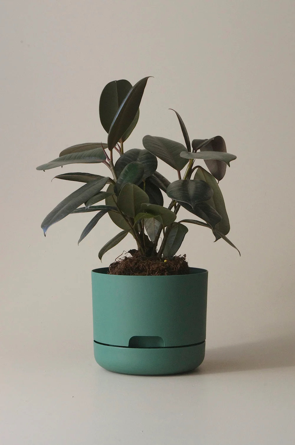 Mr Kitly Selfwatering Plant Pot 250mm