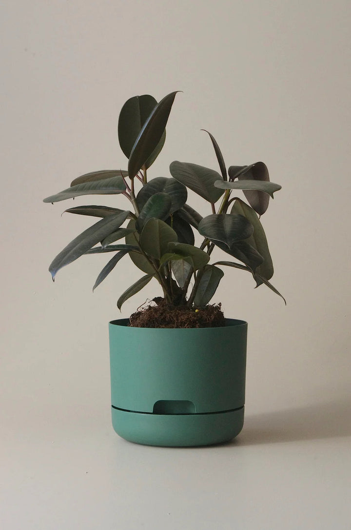 Mr Kitly Selfwatering Plant Pot 375mm