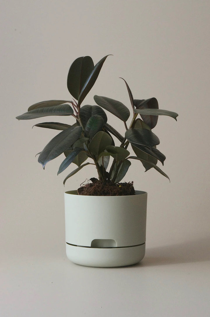Mr Kitly Selfwatering Plant Pot 300mm