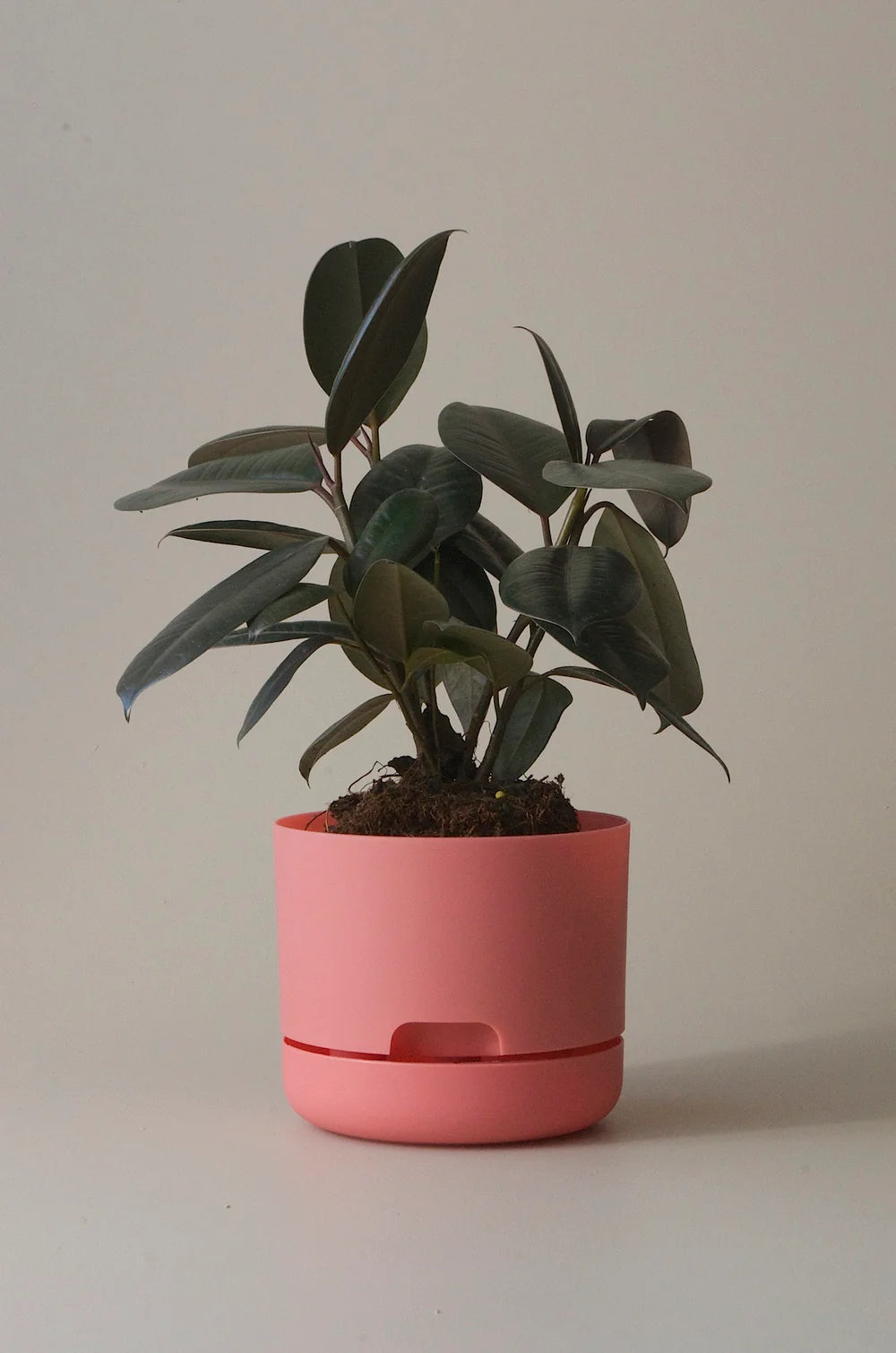 Mr Kitly Selfwatering Plant Pot 250mm