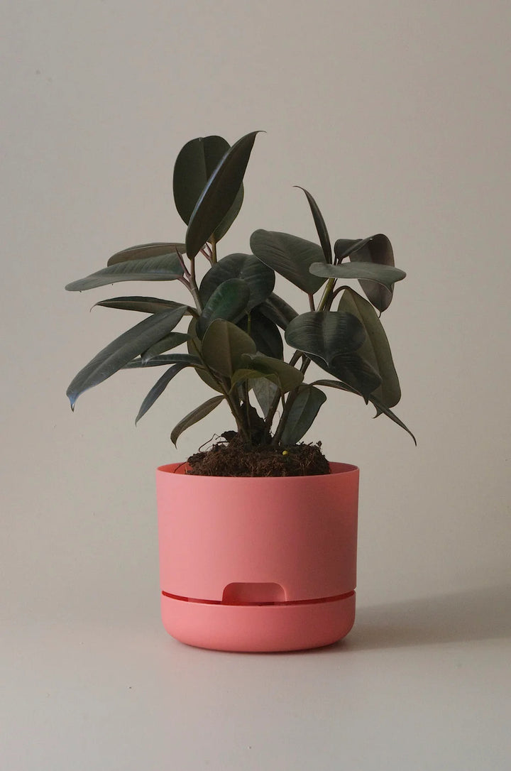 Mr Kitly Selfwatering Plant Pot 250mm