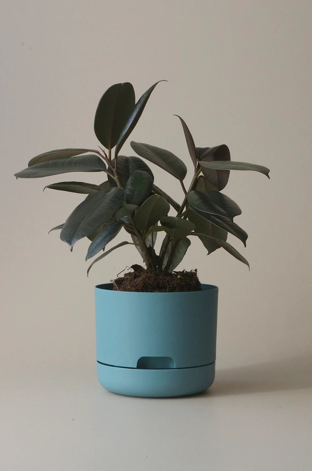 Mr Kitly Selfwatering Plant Pot 250mm