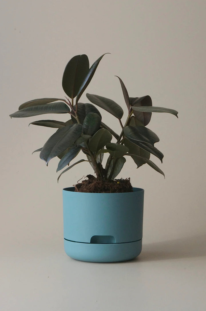 Mr Kitly Selfwatering Plant Pot 215mm