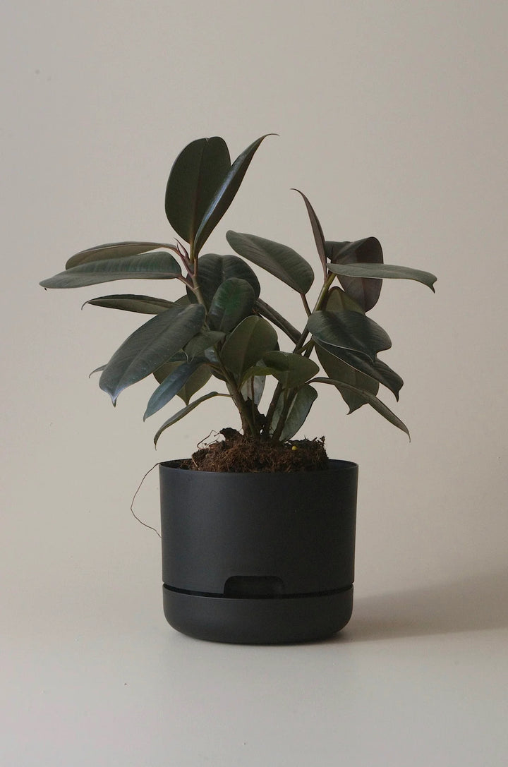 Mr Kitly Selfwatering Plant Pot 170mm