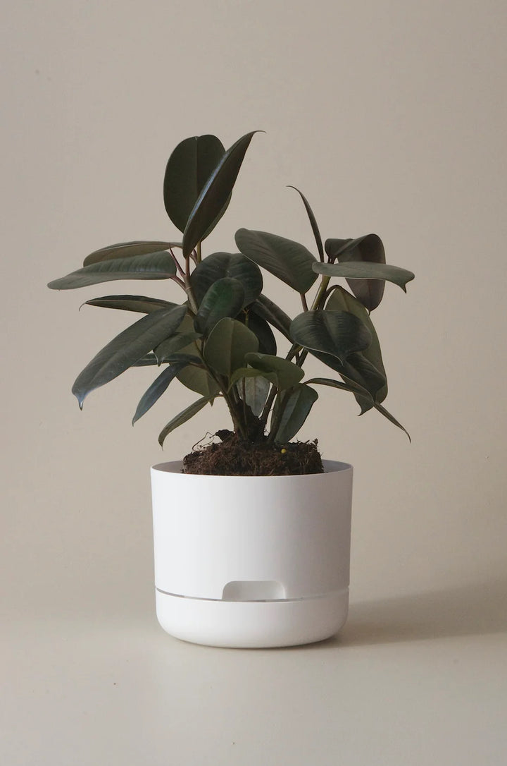 Mr Kitly Selfwatering Plant Pot 170mm